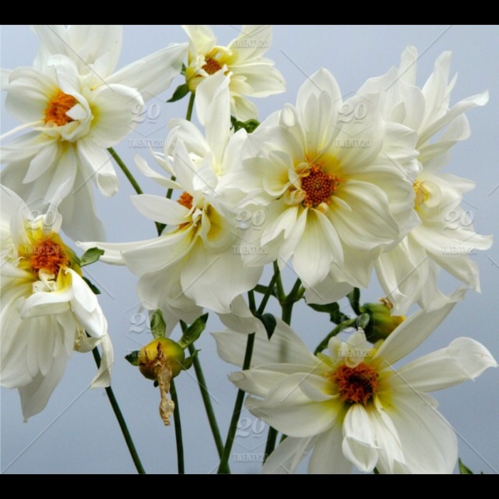 Meet your Posher, Hholly